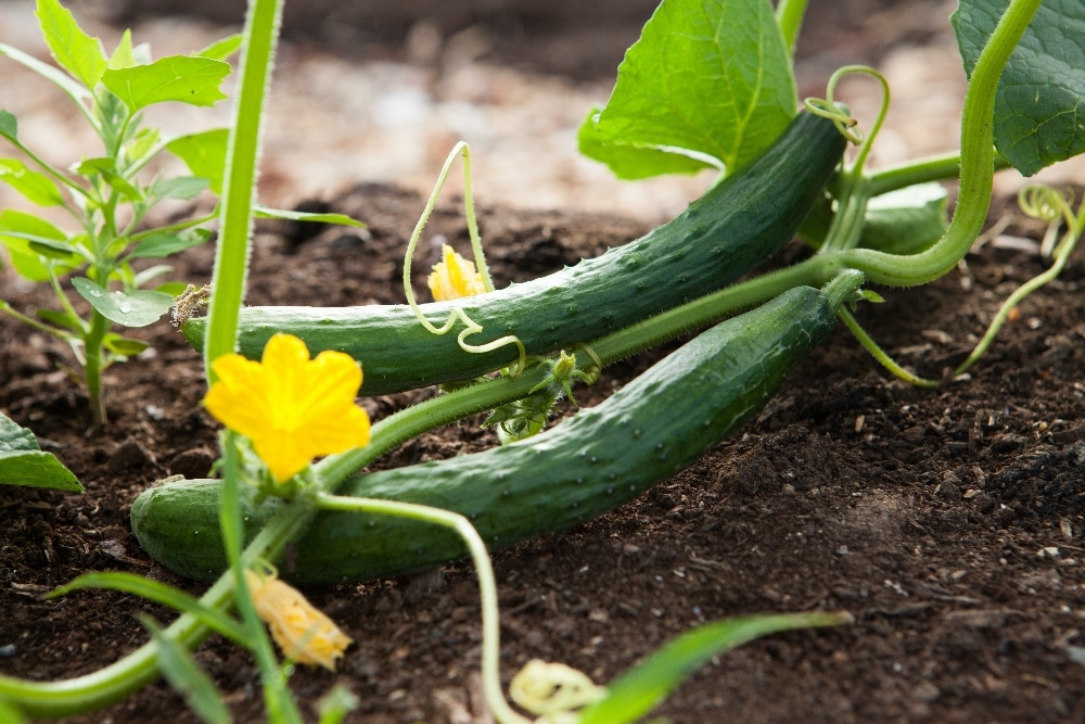 VegNews.pollinatorsbackyardveg.unsplash