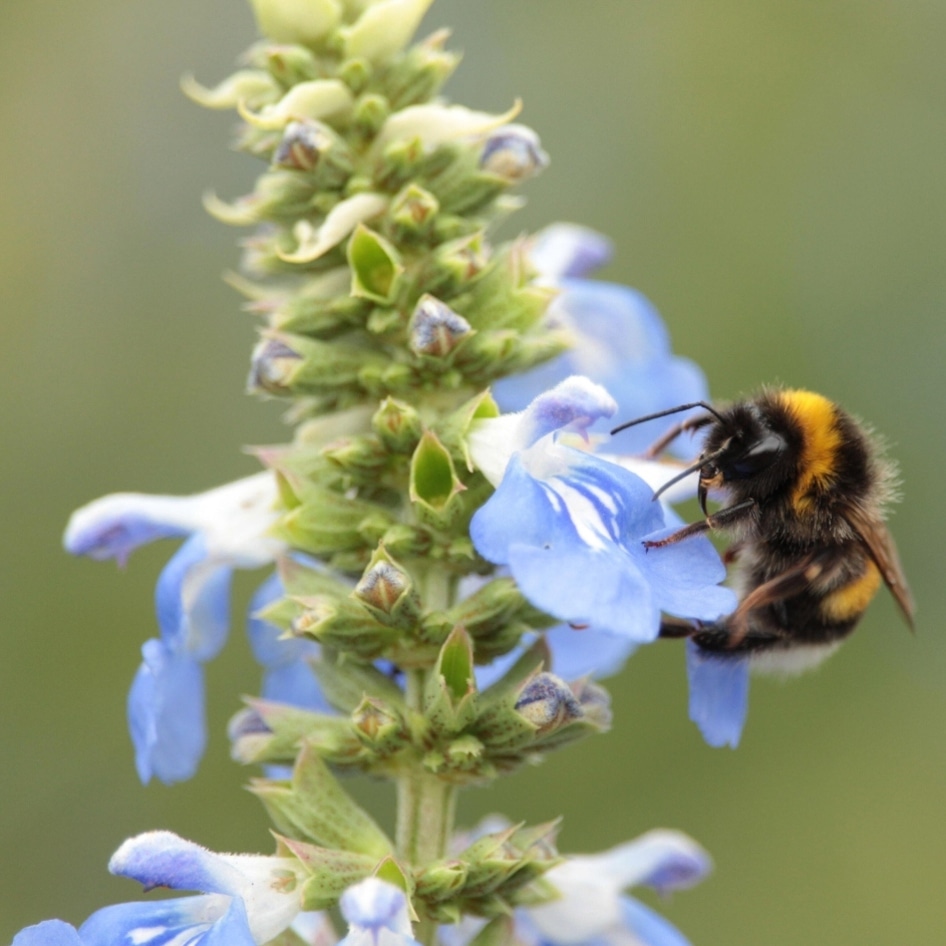 How to Nurture Birds, Bees, and Other Pollinators From Your Garden