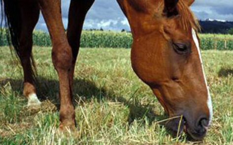 Arrest Made in Major European Horse Meat Scandal