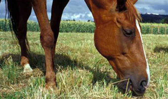 horse.grazing