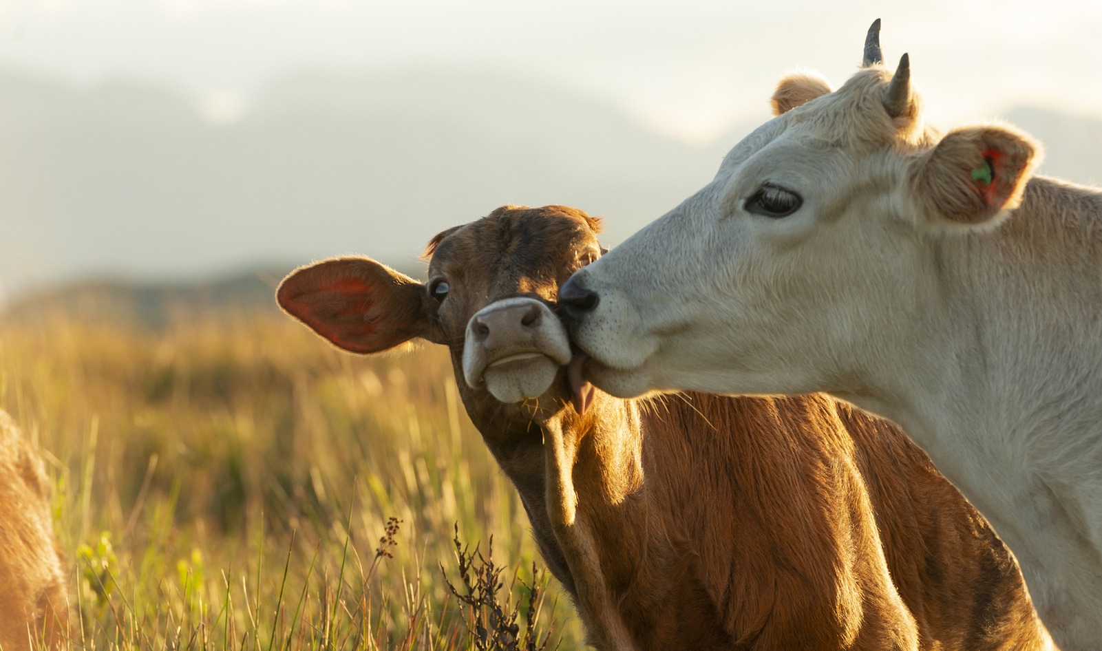 Dairy cows and avocado trees? You bet.