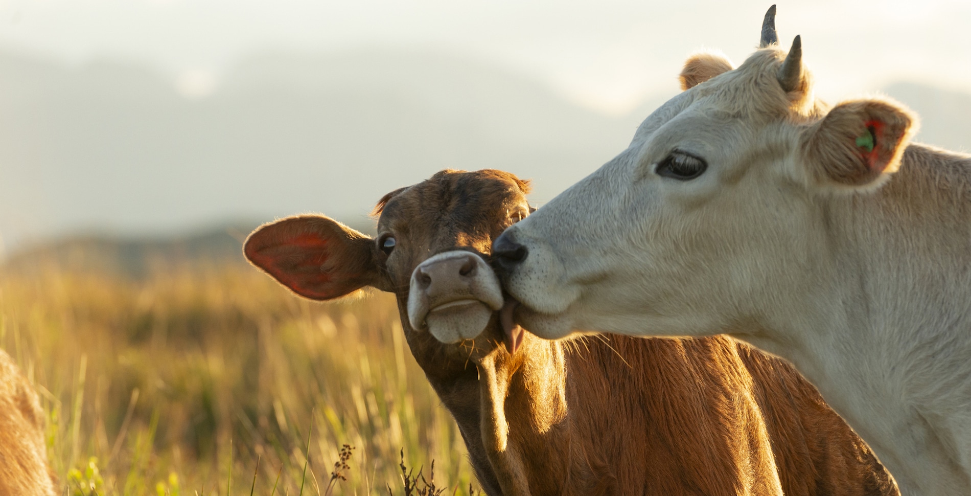 Do Cows Have Best Friends? The Answer Will Warm Your Heart (And Make You Question What's On Your Plate)