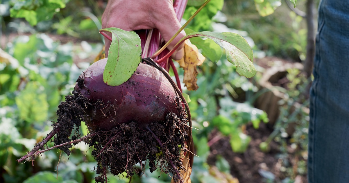 The Best Way to Prepare for Climate Emergencies? Grow Your Own Food, Study Says The Best Way to Prepare for Climate Emergencies? Grow Your Own Food, Study Says