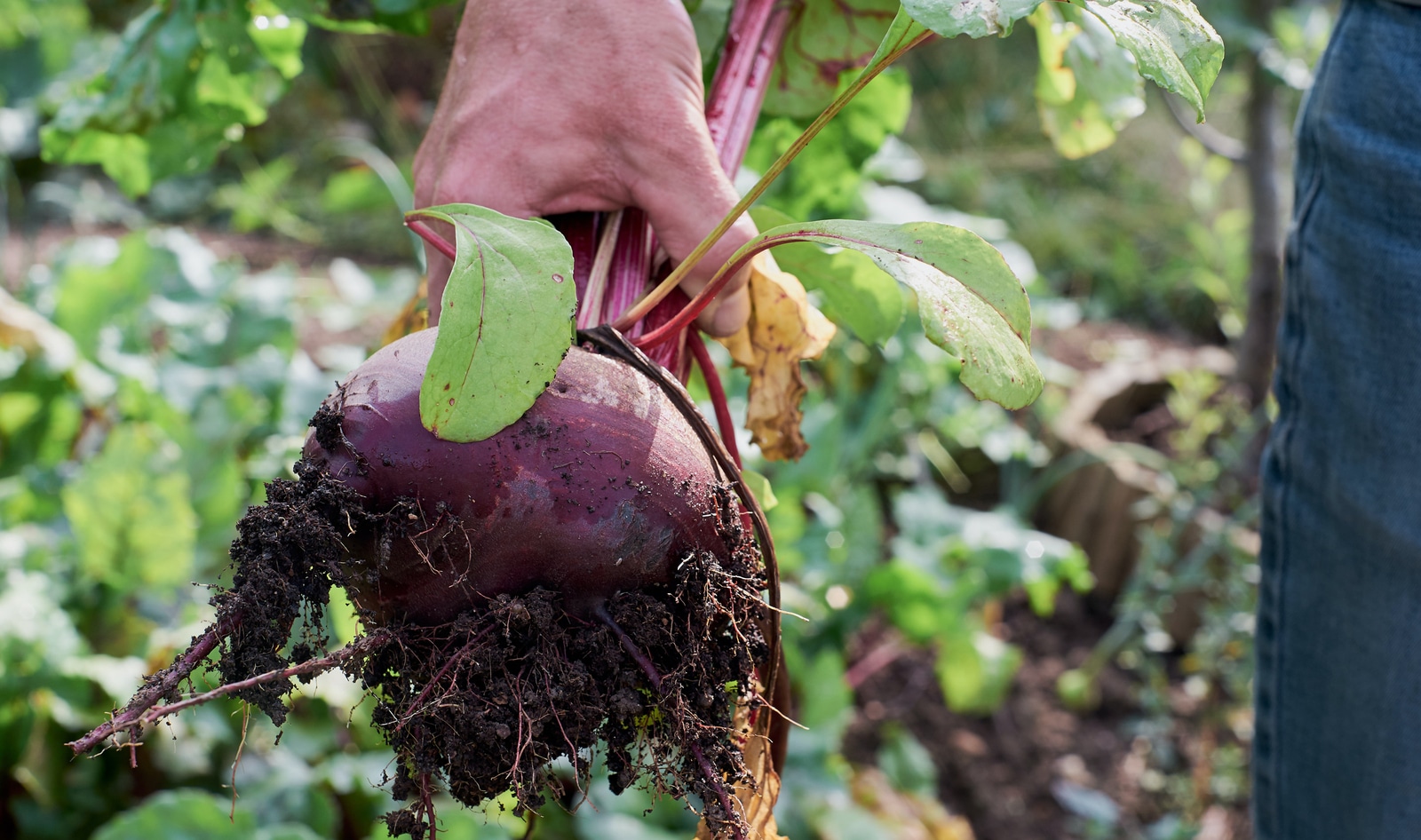 The Best Way to Prepare for Climate Emergencies? Grow Your Own Food, Study Says