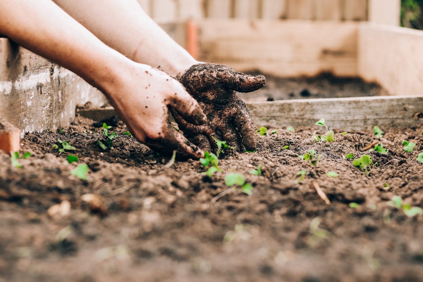 VegNews.Garden.SandieClarkeUnsplash