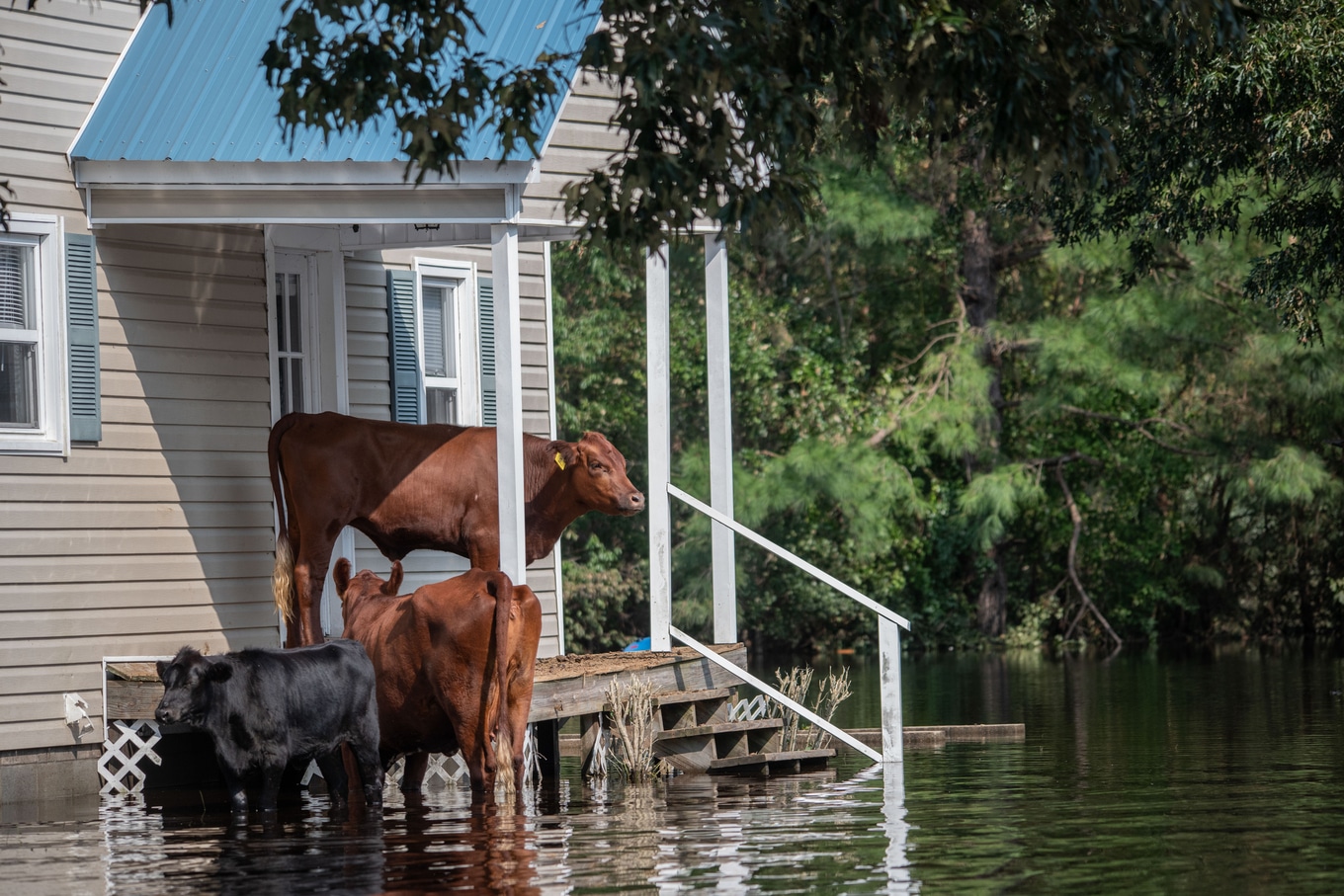 VegNews.FloodCows.JoAnneMcarthurUnsplash