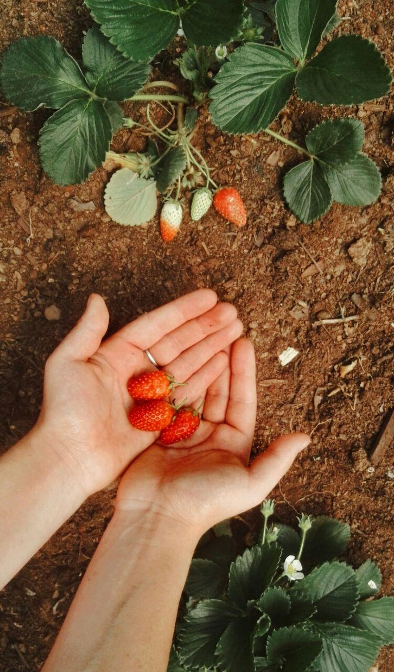 VegNews.Strawberries.AdaliaBotha.Unsplash