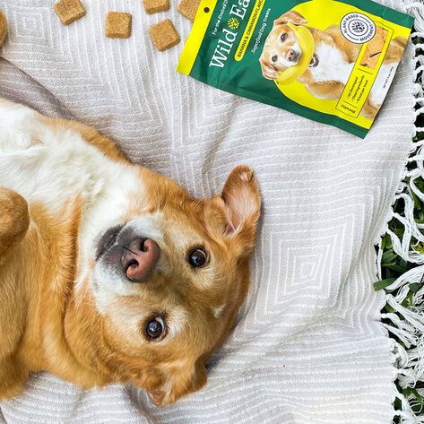 A Fully Vegan Line of Dog Food and Treats Just Launched at a National Pet Food Chain
