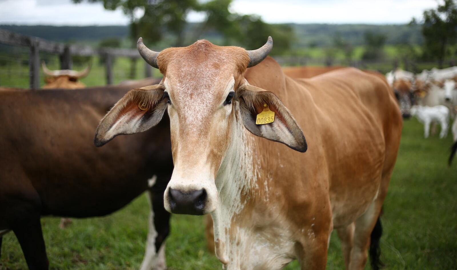 Animal Law With Animal Outlook: What Is Animal Law? 