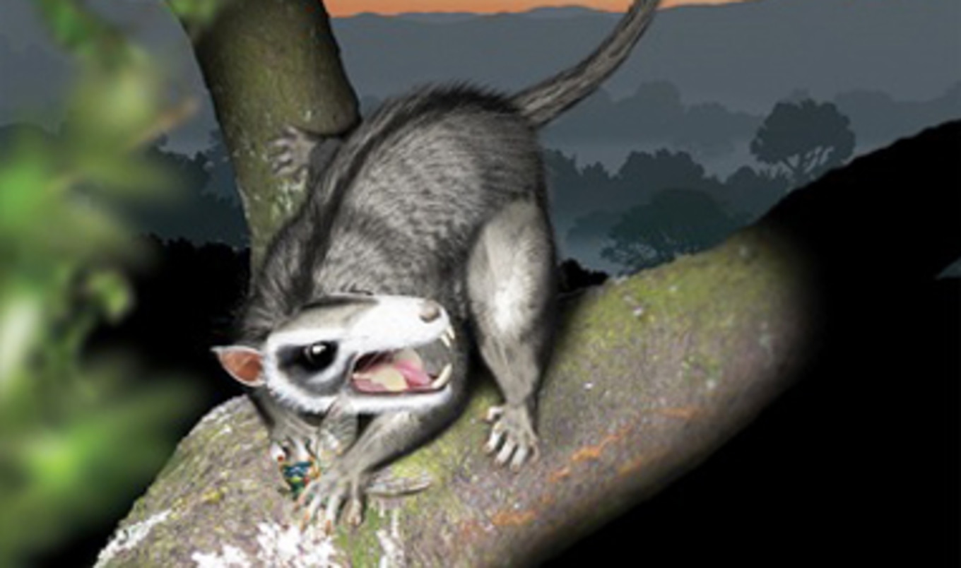 Ancient Vegan Mammals Found