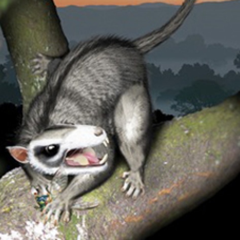 Ancient Vegan Mammals Found