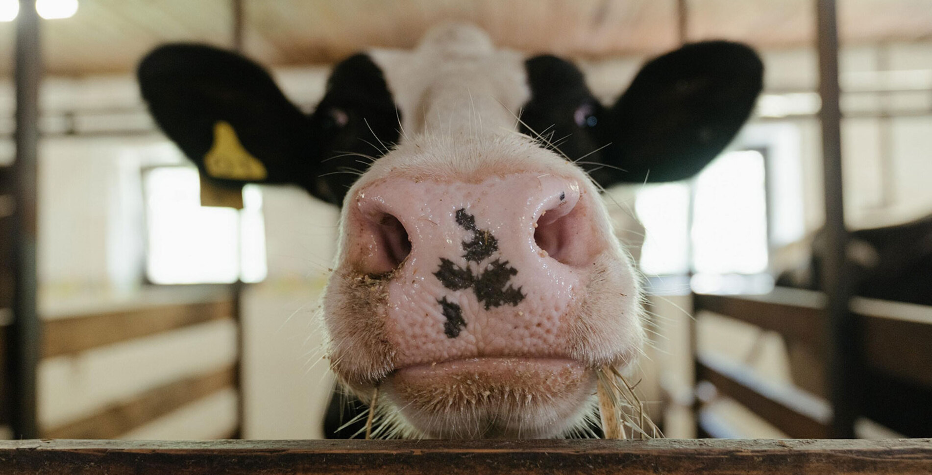 Factory Farming and Antibiotic Resistance: Why the Way We Produce Food Needs to Change