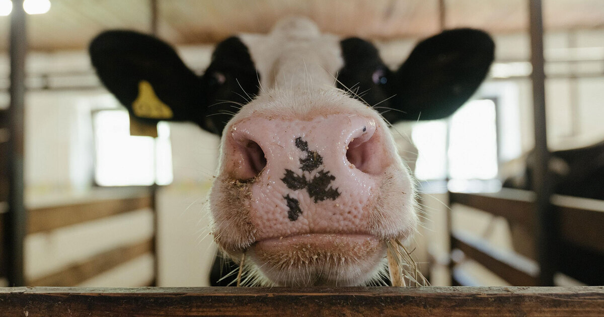 Factory Farming and Antibiotic Resistance: Why the Way We Produce Food Needs to Change