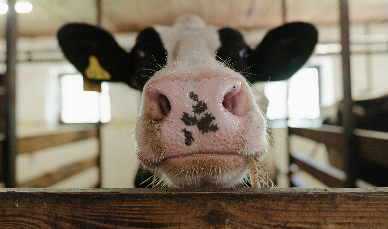 Factory Farming and Antibiotic Resistance: Why the Way We Produce Food Needs to Change