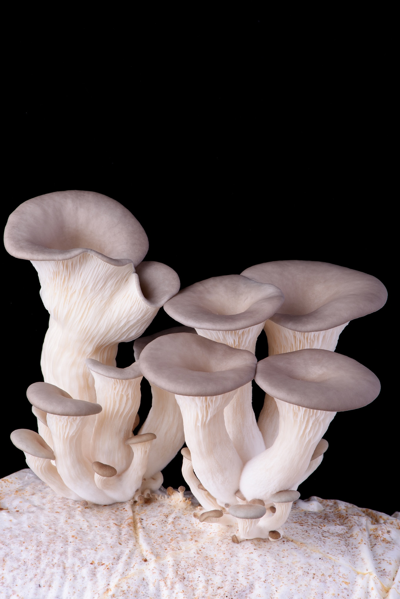 VegNews.OysterMushrooms.Mistercaps