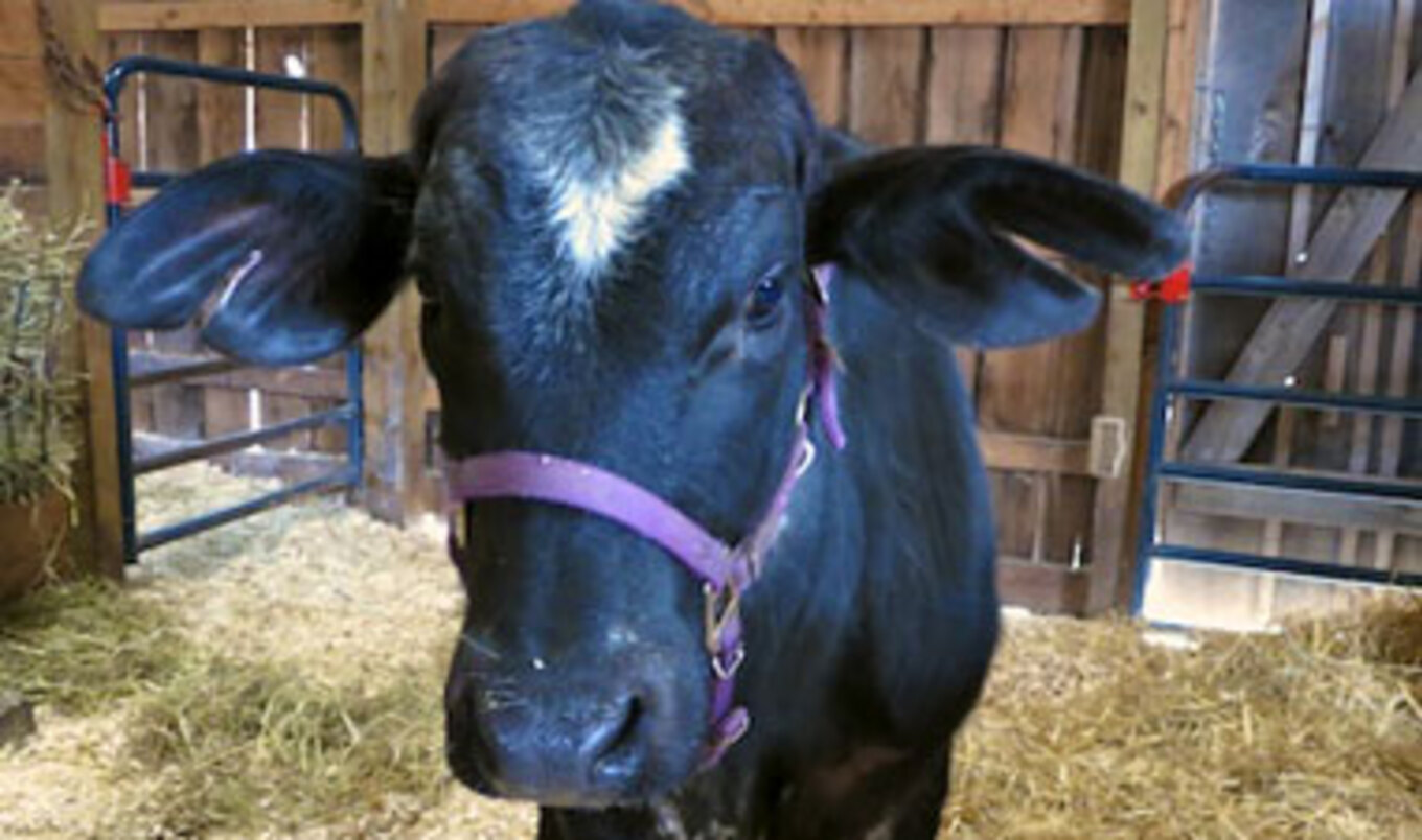 New Jersey Cow Finds New Home After Slaughterhouse Escape