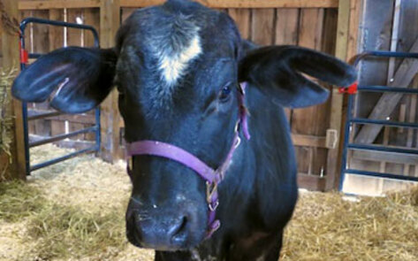 New Jersey Cow Finds New Home After Slaughterhouse Escape