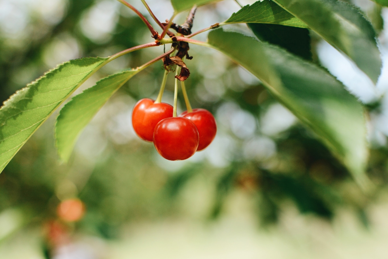 VegNews.TartCherries.abigail-miller-unsplash