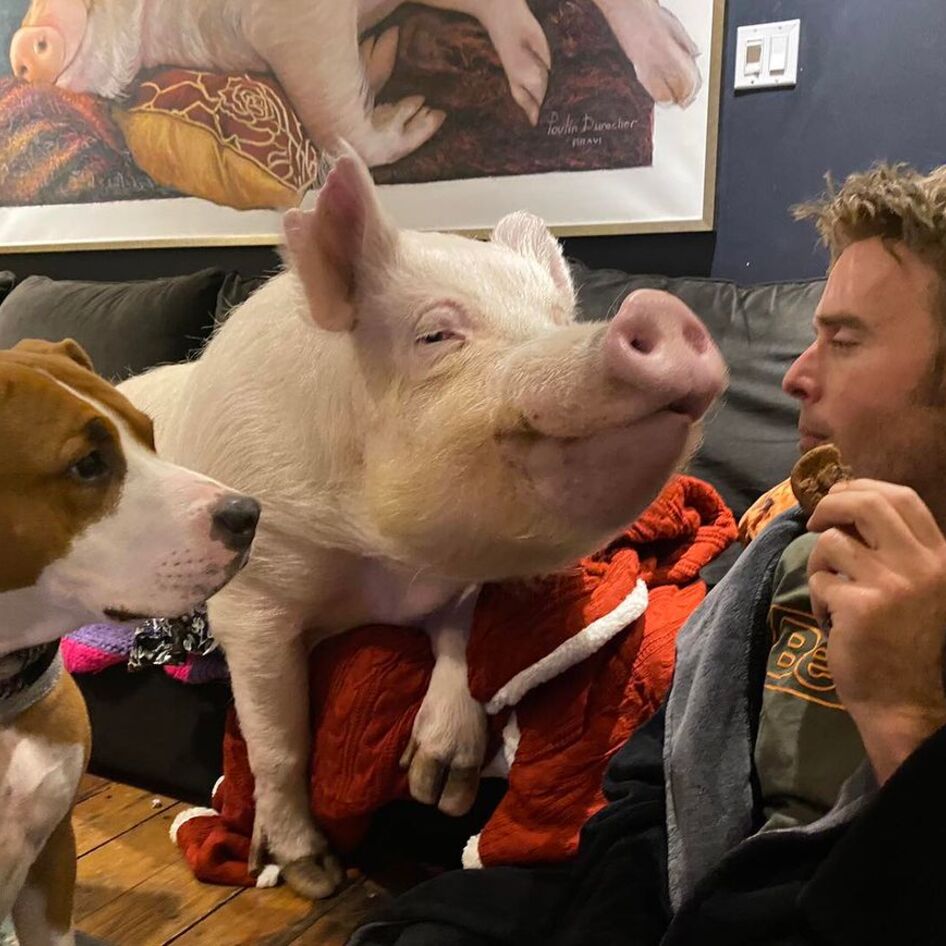 Beloved Farm Animal Ambassador Esther the Wonder Pig Dies