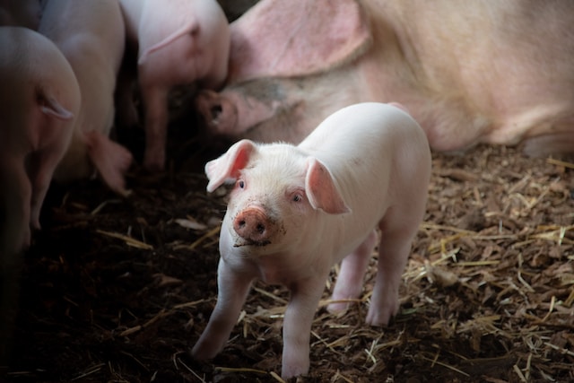 VegNews.pigfarm.unsplash