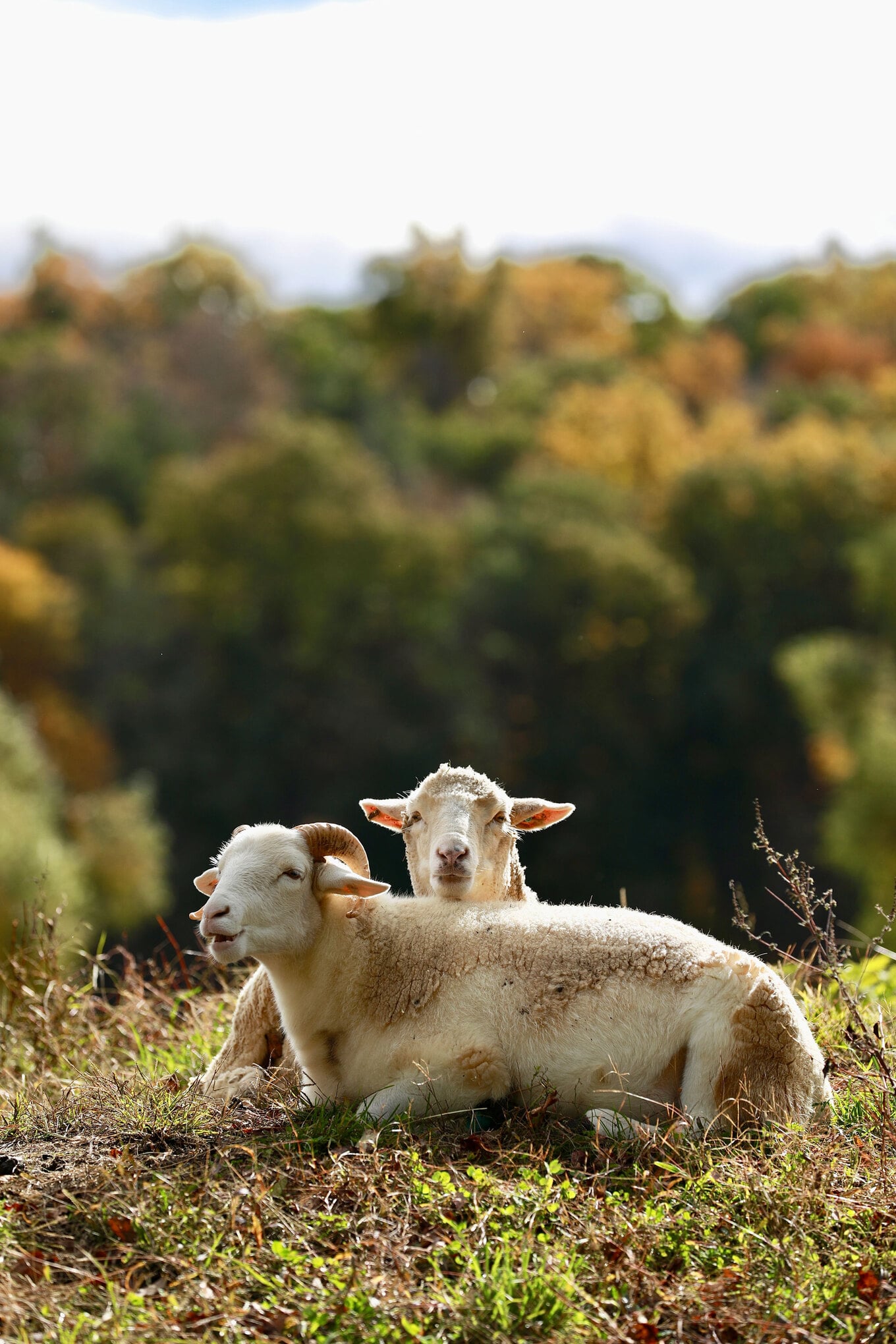 VegNews.RescuedAnimals.CatskillAnimalSanctuary