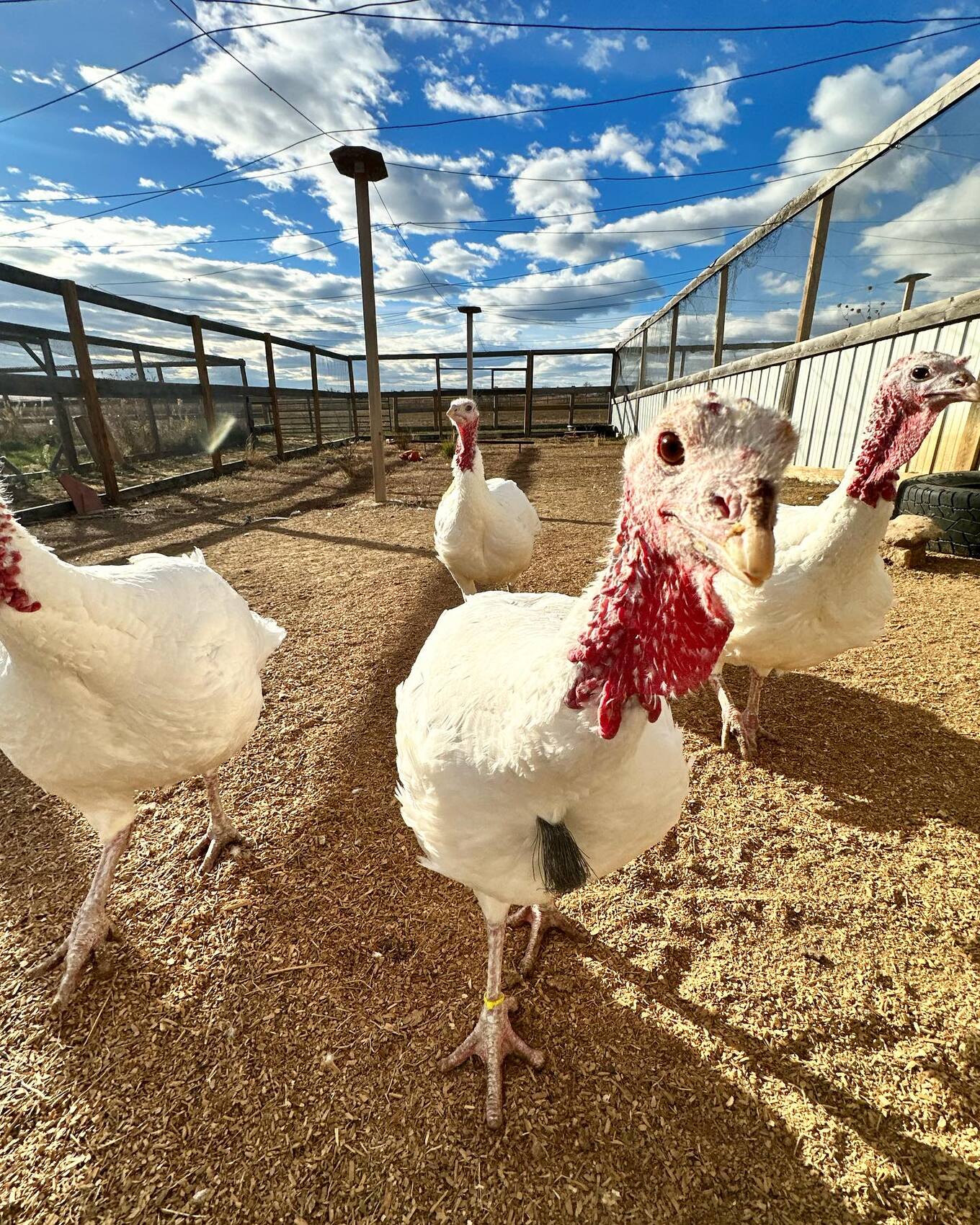 VegNews.Turkeys.LuvinArmsAnimalSanctuary