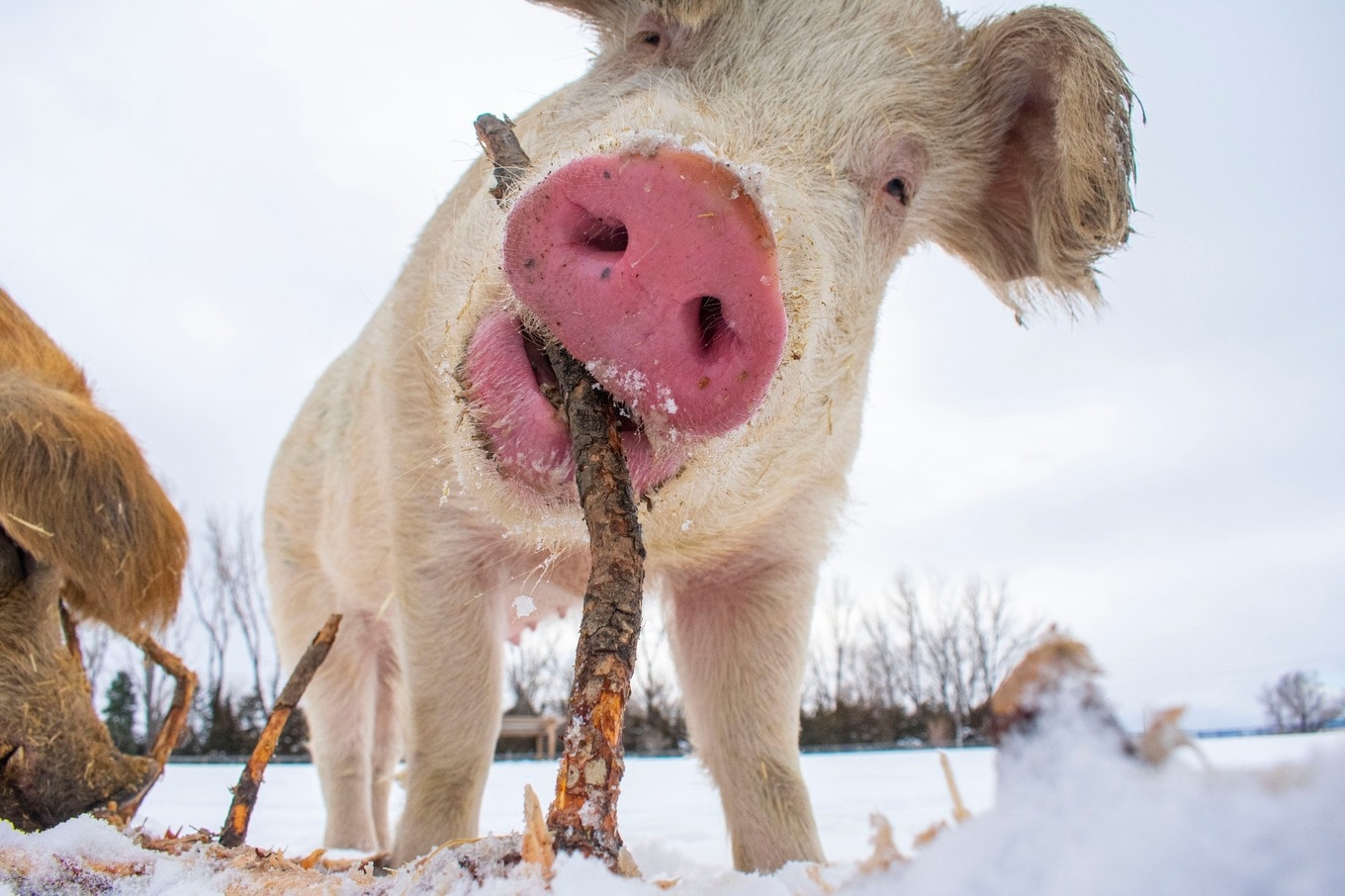 VegNews.ResucedPig.LuvinArmsAnimalSanctuary