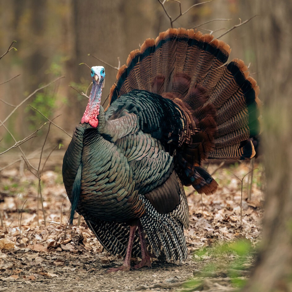 12 Wonderful Turkey Facts That Will Make Your Thanksgiving a Vegan One