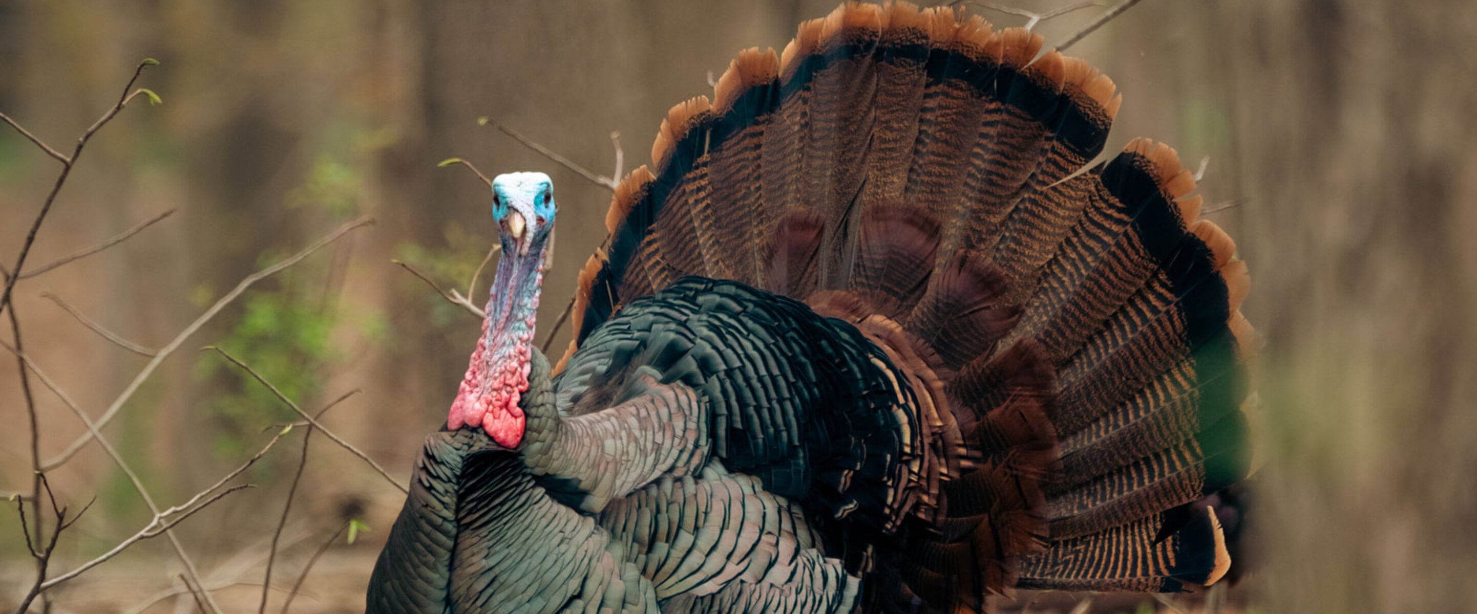 12 Wonderful Turkey Facts That Will Make Your Thanksgiving a Vegan One