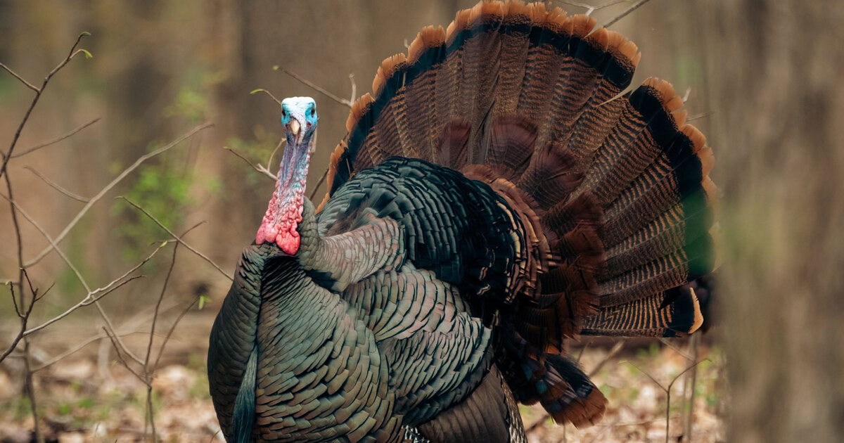 12 Wonderful Turkey Facts That Will Transform Your Thanksgiving Into a Vegan Holiday