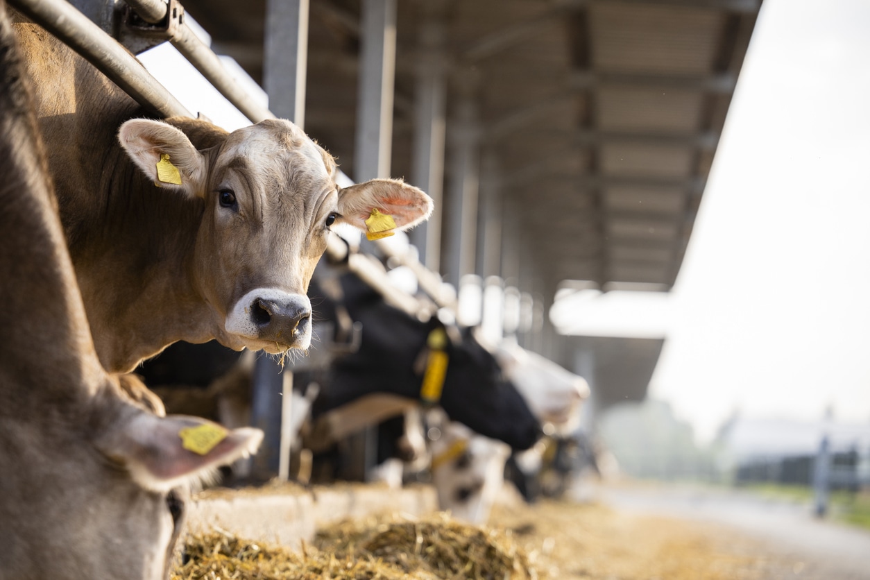 VegNews.Cows.Getty