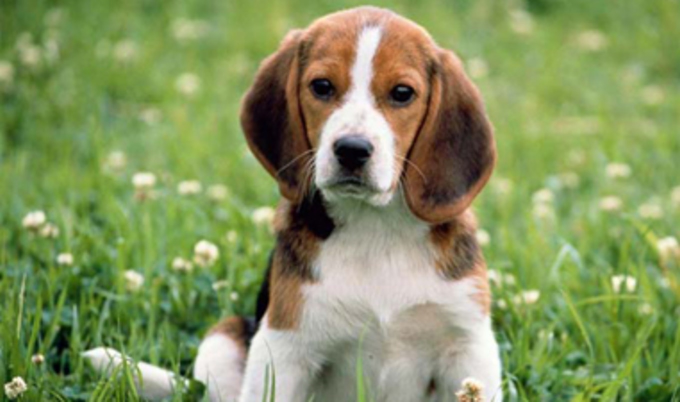 10 Beagles are Rescued from Animal Testing Lab