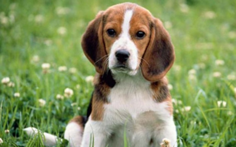 San Diego To Pass Anti-Puppy Mill Legislation