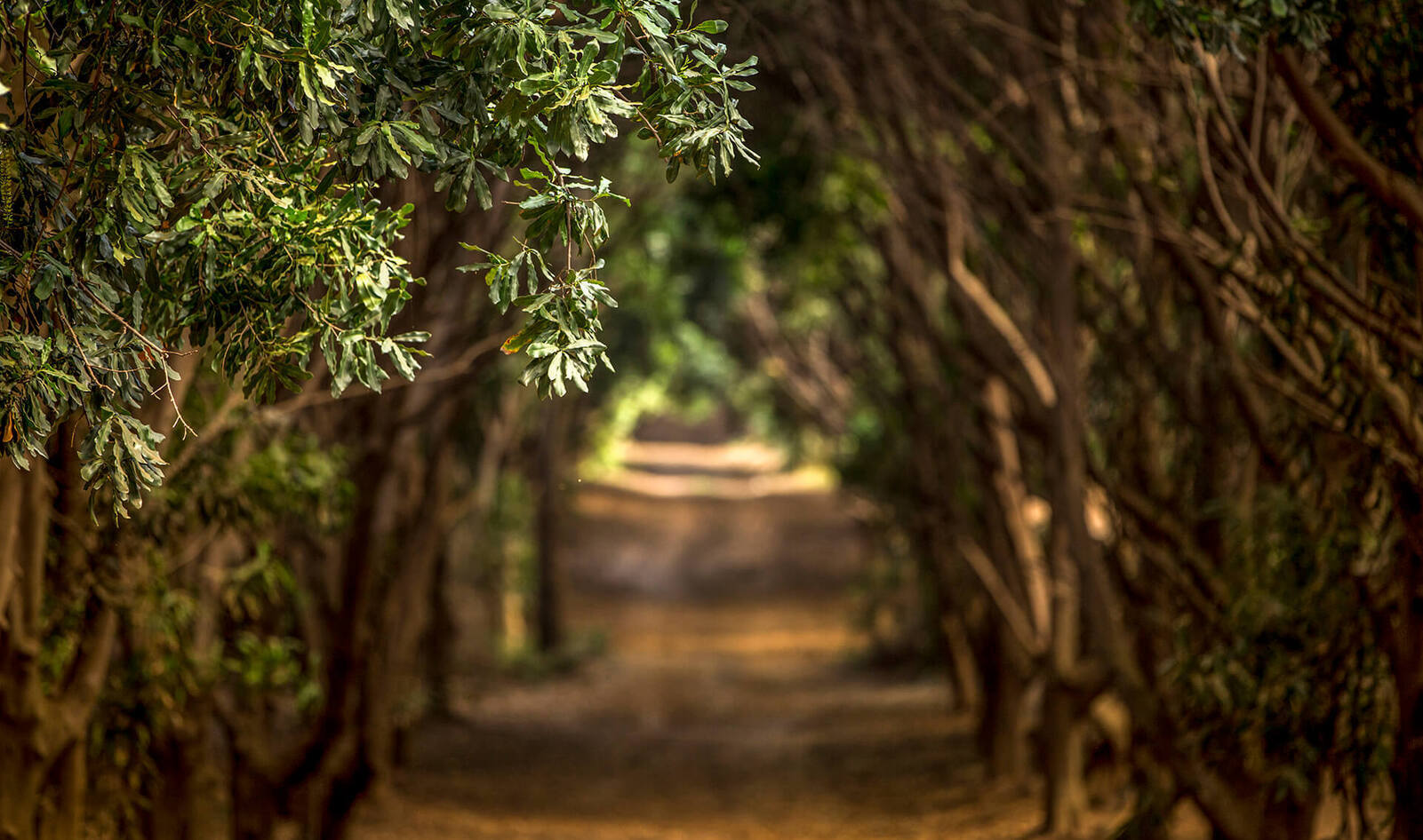 Is Macadamia the Next "It" Milk? With "Lazy Farming" and "Free-Range Trees," It Just Might Be.