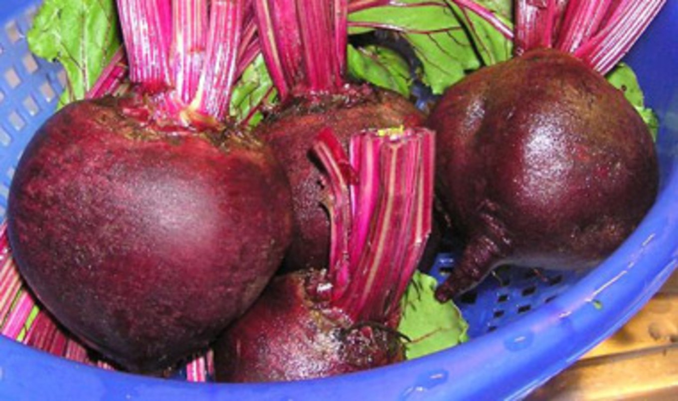 GMO Beets Enter Market