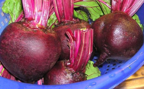 GMO Beets Enter Market