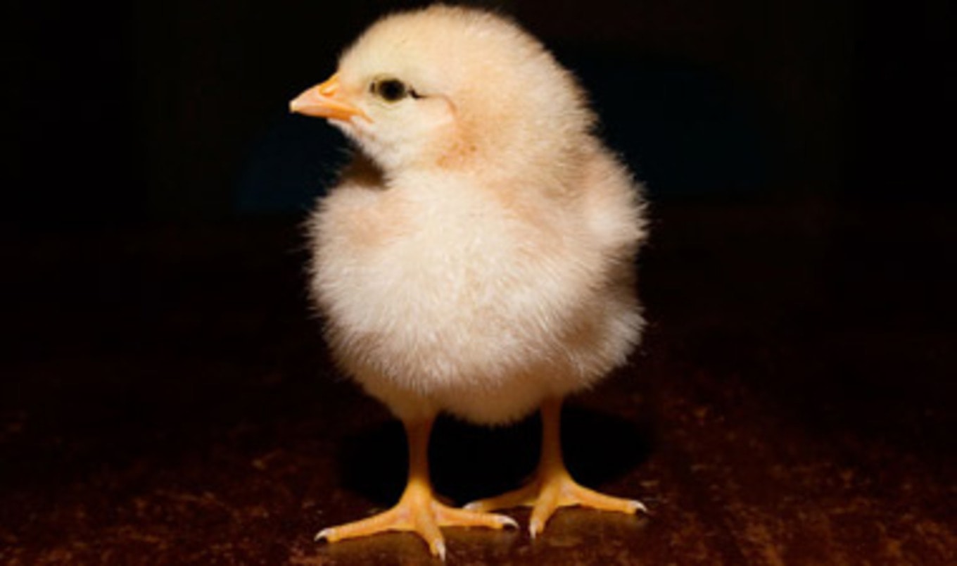 Baby Chicks Show Off Smarts