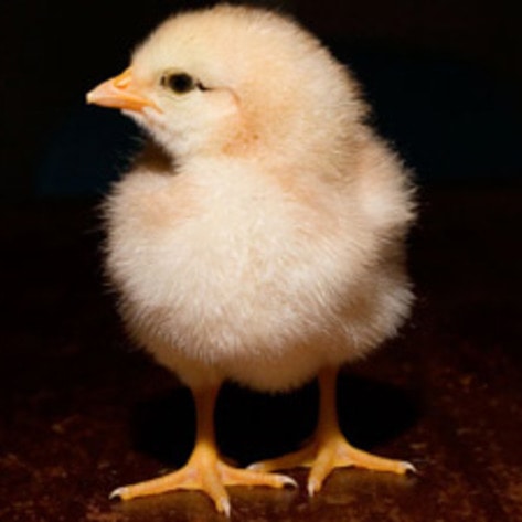 Baby Chicks Show Off Smarts