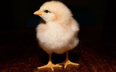 Baby Chicks Show Off Smarts