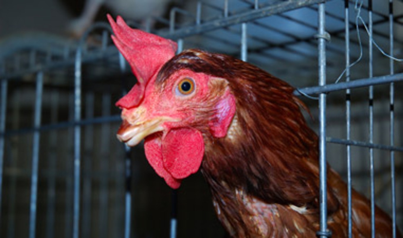 Cage-Free Companies