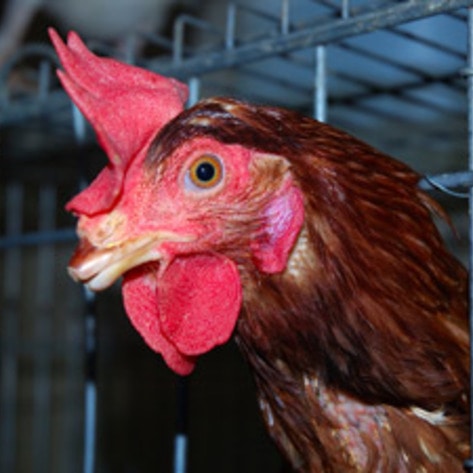 MFA Exposes Egg Cruelty