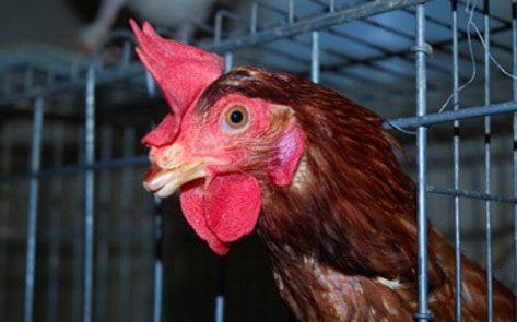 Cage-Free Companies