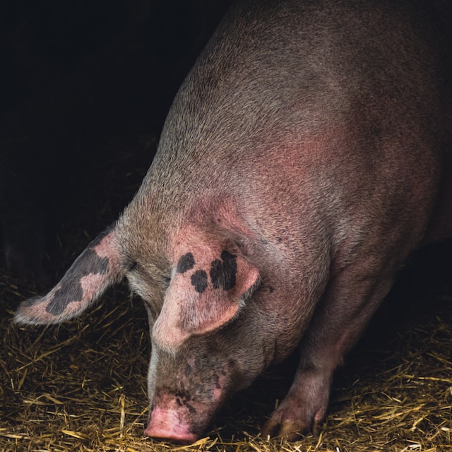 VegNews.pig.unsplash