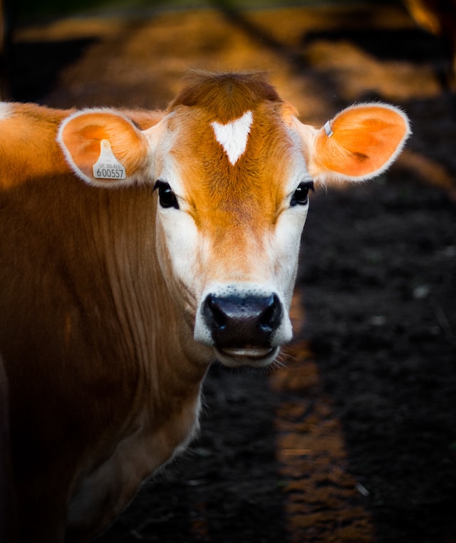 VegNews.cow.unsplash