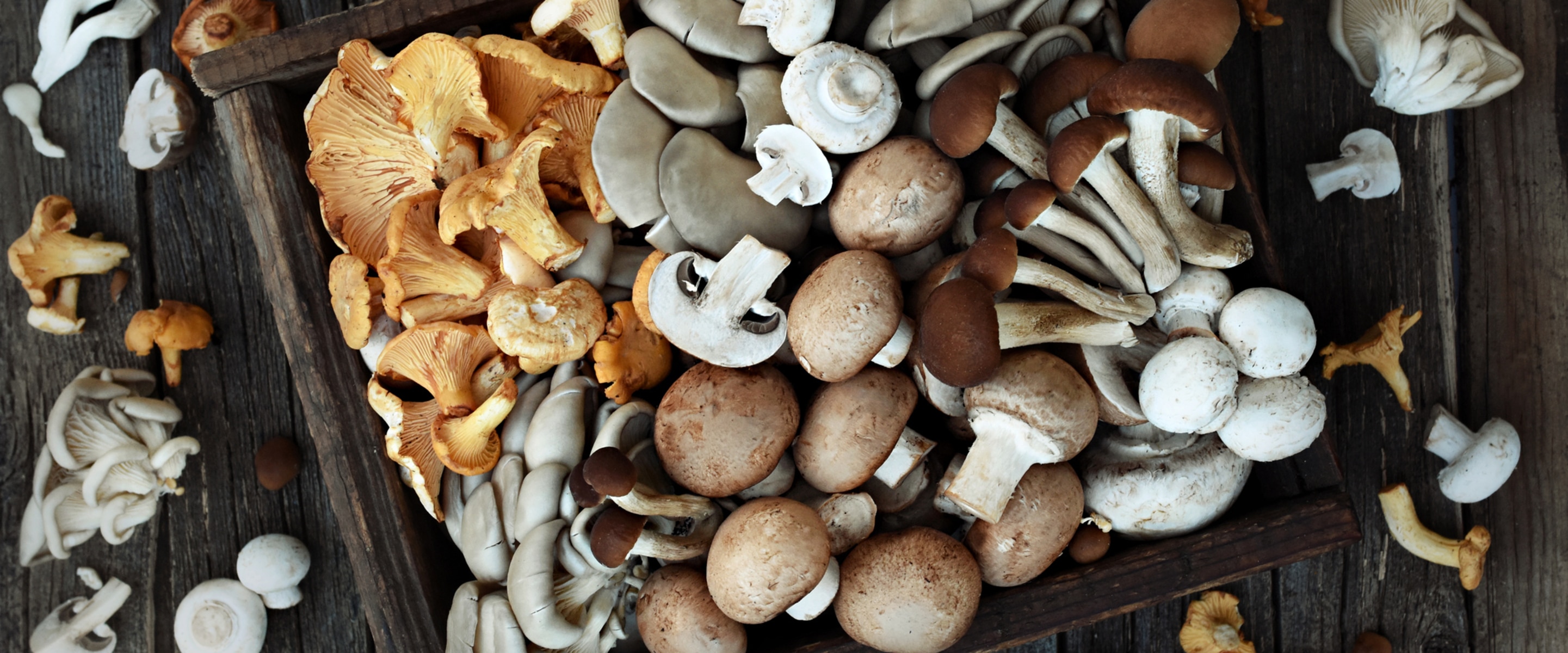 Four Functional Mushrooms That Might Fight Cancer and Boost Your Brain Health