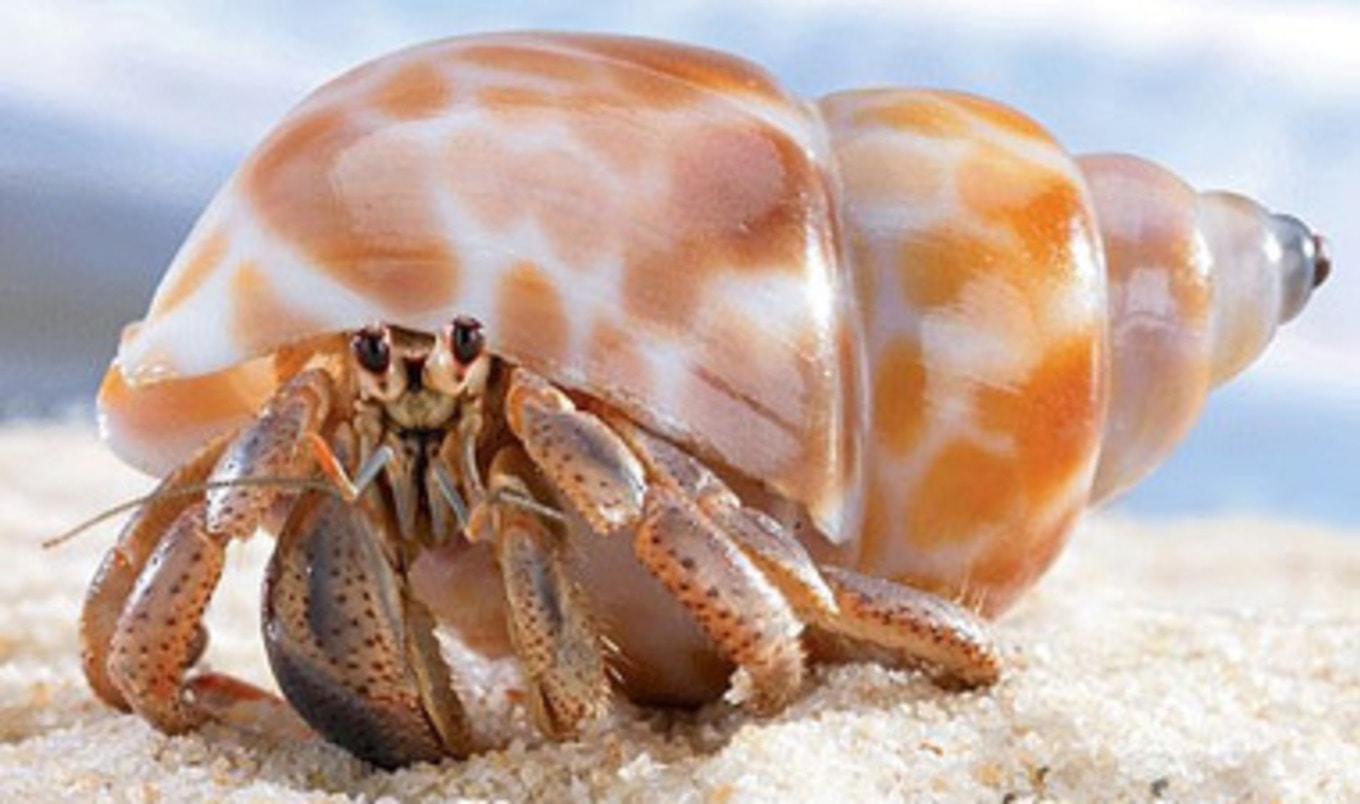 Crustaceans Feel Pain VegNews hyperkalemia-video-anatomy-definition-function-osmosis