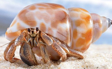 New Research Shows That Invertebrates Feel Pain