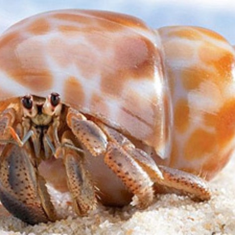 New Research Shows That Invertebrates Feel Pain