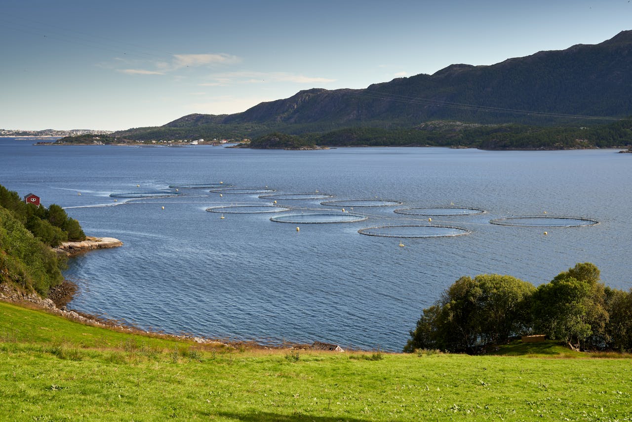 Norweigan salmon farm