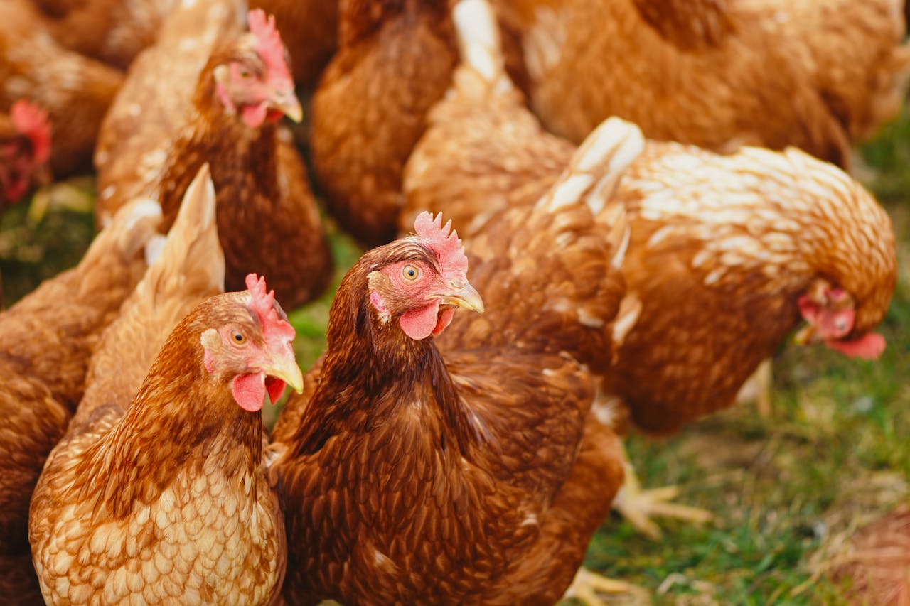 hens